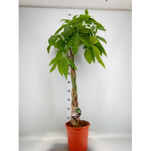 Pachira aquatica