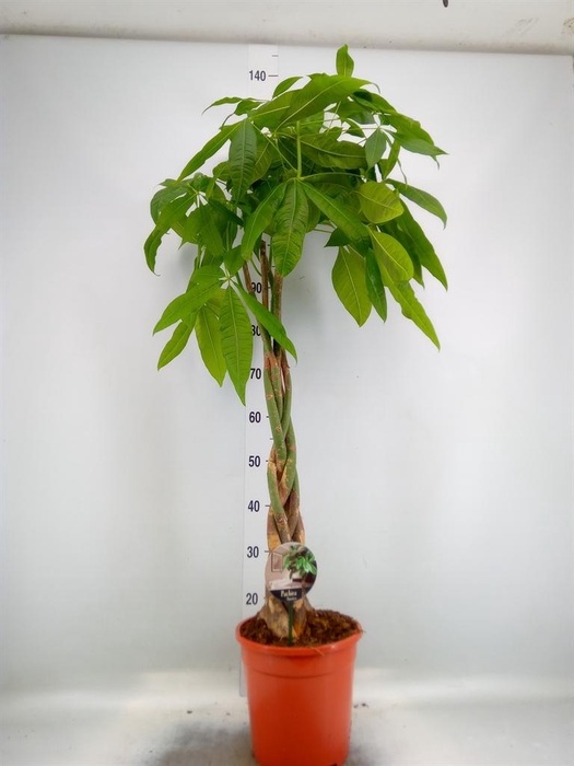 <h4>Pachira aquatica</h4>