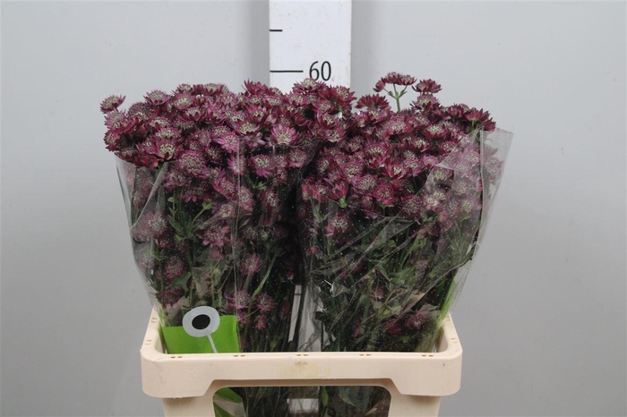 <h4>Astr Star Of Desire</h4>