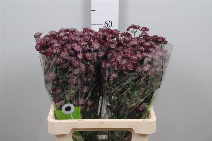 <h4>Astr Star Of Desire</h4>