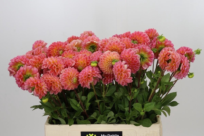 <h4>Dahlia LatTe</h4>