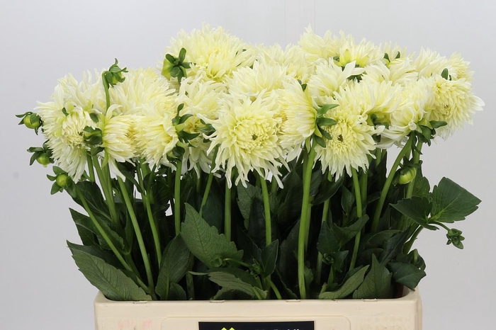 <h4>Dahlia Spider Wit</h4>