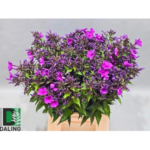 PHLOX PANICULATA OV
