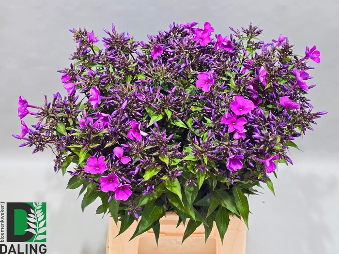 <h4>PHLOX PANICULATA OV</h4>