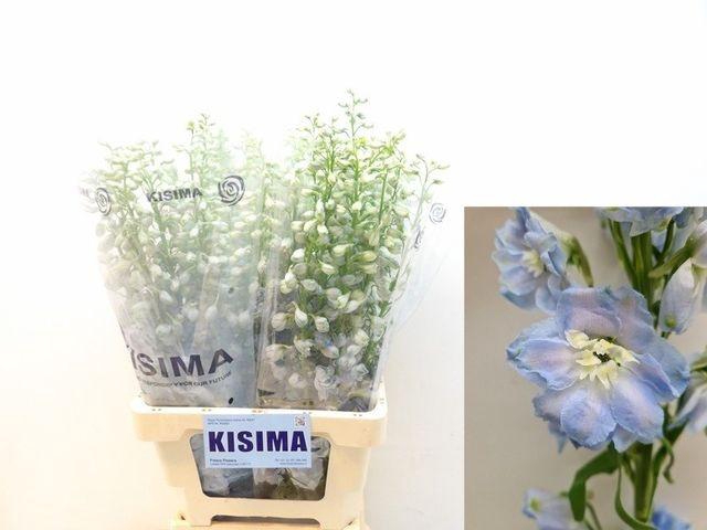 <h4>DELPH DU MAG FSKB WB</h4>