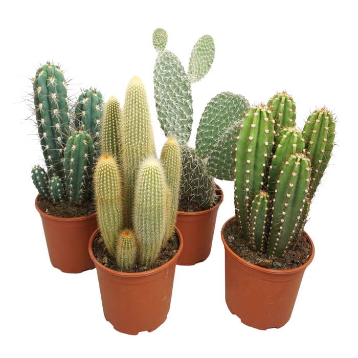 <h4>Cactus   ...mix</h4>