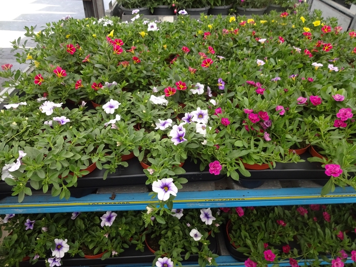 <h4>PET MINIFAMOUS MIXK</h4>