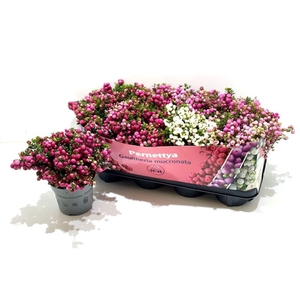 Gaultheria mucronata Mixtray