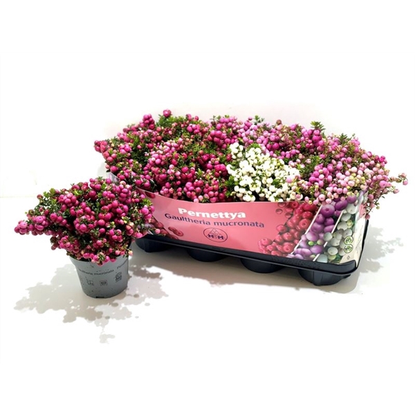 <h4>Gaultheria mucronata Mixtray</h4>
