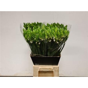 Ornit Thyrsoides 70cm