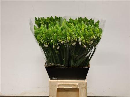 <h4>Ornit Thyrsoides 70cm</h4>