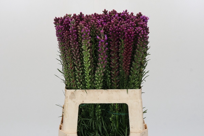 <h4>Liatris Spicata</h4>