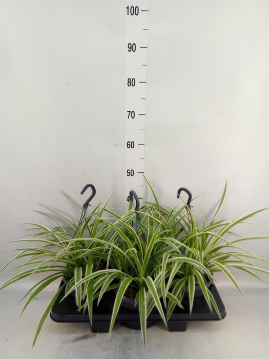 <h4>Chlorophytum com.</h4>