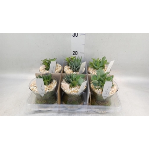 Arr.  Succulents L%