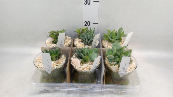 <h4>Arr.  Succulents L%</h4>