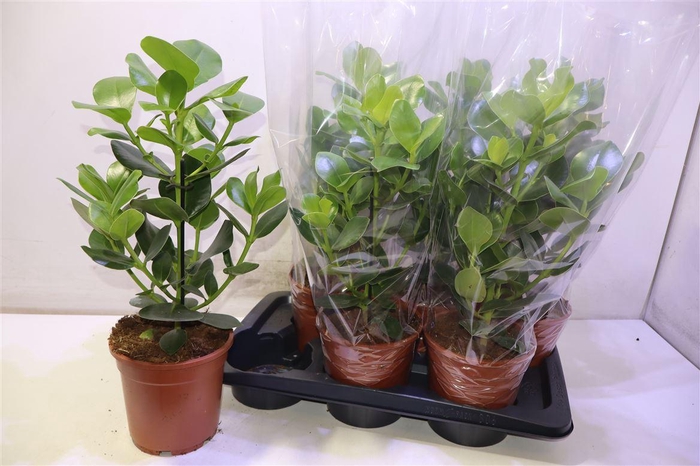 <h4>arr8 Clu Ro Princess</h4>