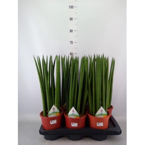 Sansevieria cyl.  ...