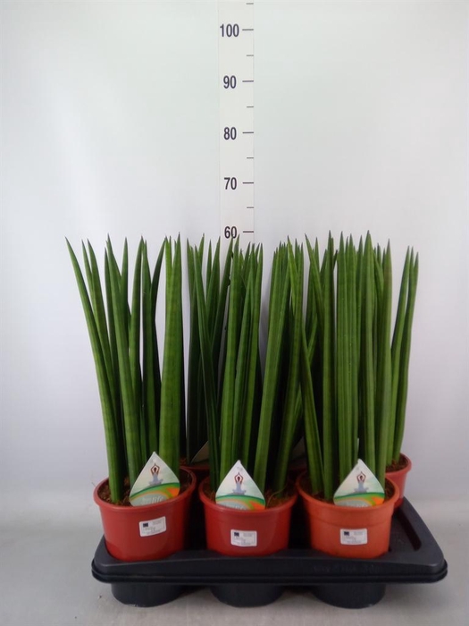 <h4>Sansevieria cyl.  ...</h4>