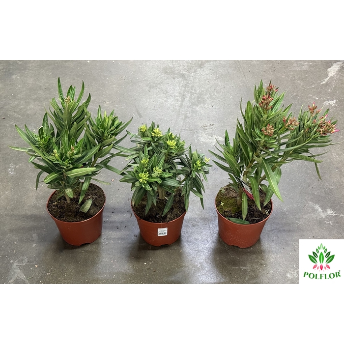 <h4>Nerium Oleander 14Ø 30cm</h4>