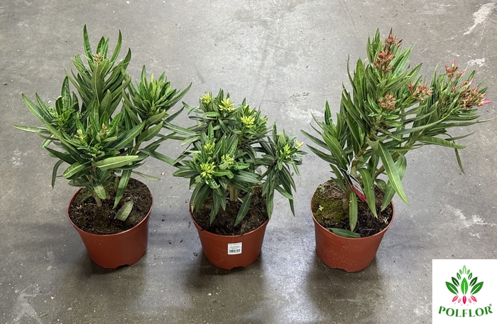 Nerium Oleander 14Ø 30cm