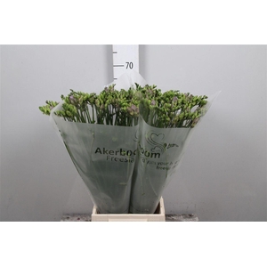 Fr Du Romantic Lavender