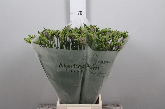 <h4>Fr Du Romantic Lavender</h4>