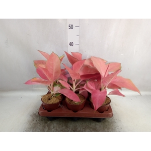 Aglaonema   ...