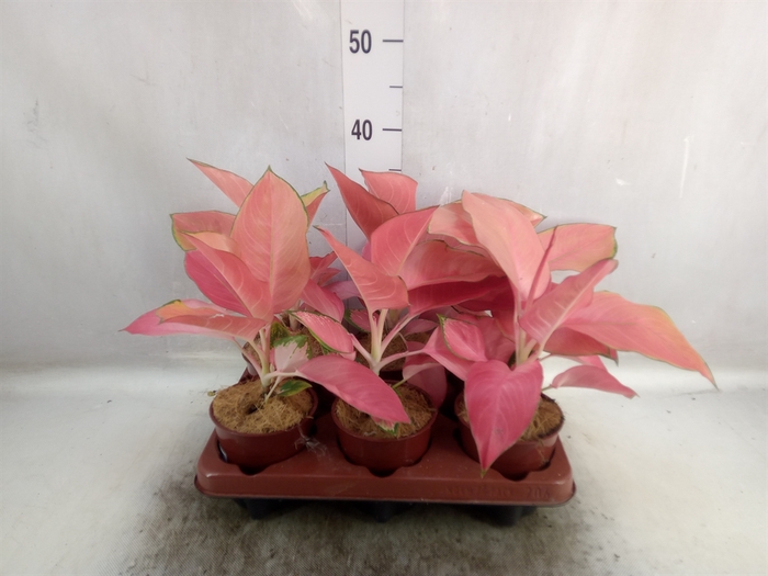 <h4>Aglaonema   ...</h4>