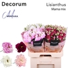 Lisianthus Mama mix 70cm