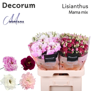 Lisianthus Mama mix 70cm