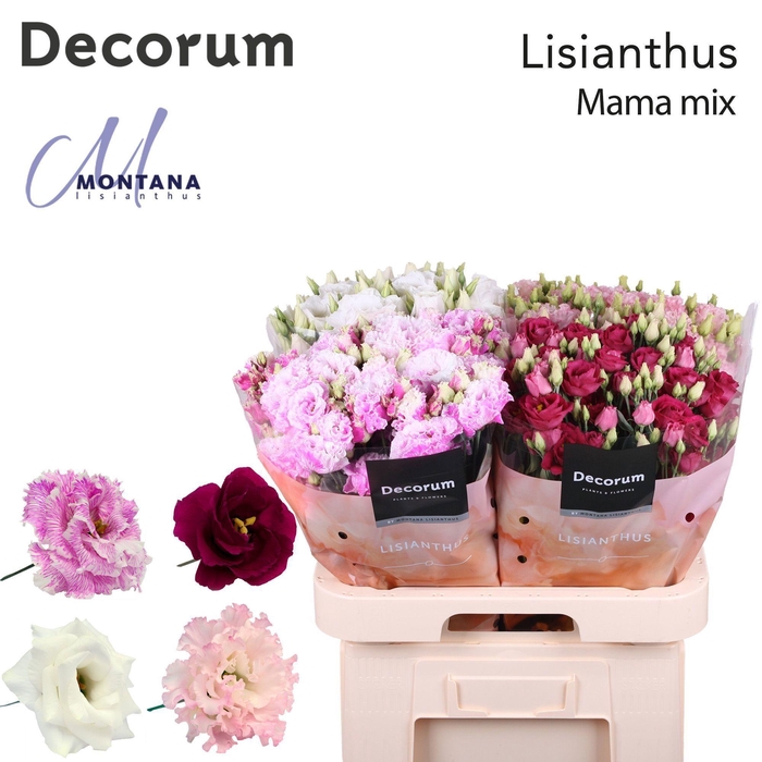 <h4>Lisianthus Mama mix 70cm</h4>