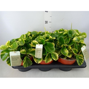 Peperomia