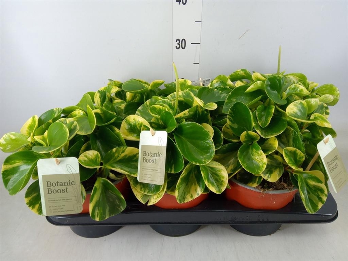 <h4>Peperomia</h4>