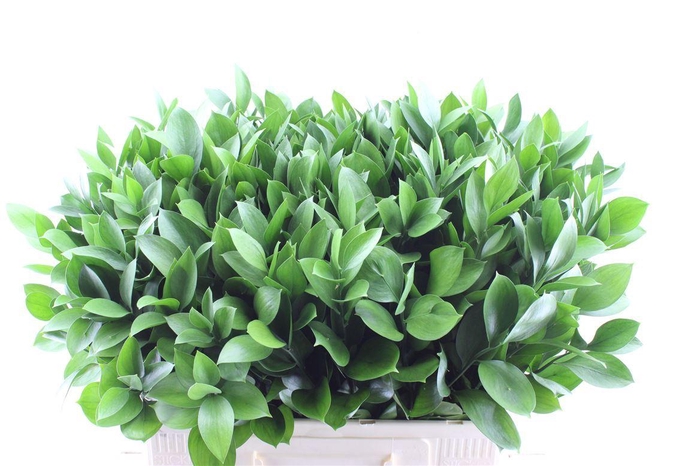 <h4>Ruscus Hypophyllum</h4>