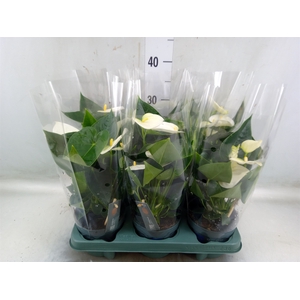 Anthurium  'Karma White'