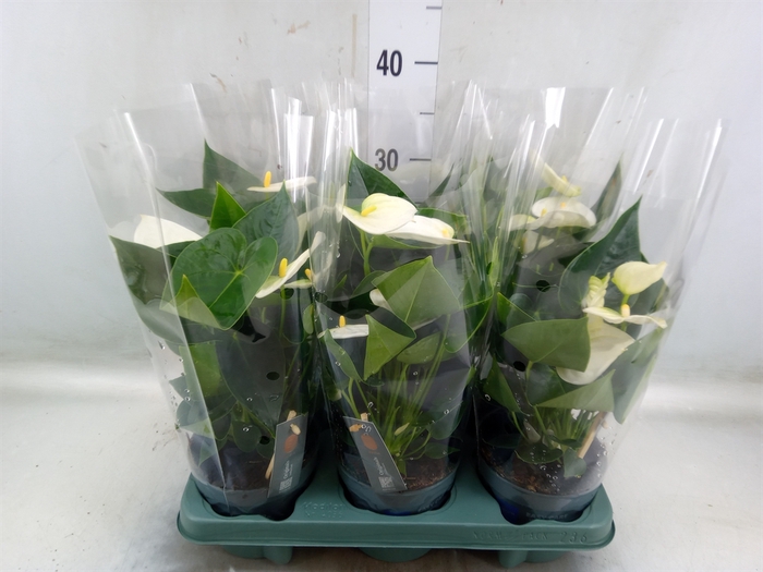 <h4>Anthurium  'Karma White'</h4>