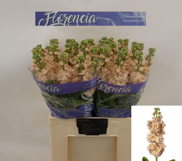 <h4>MATTH MILLA SALMON</h4>