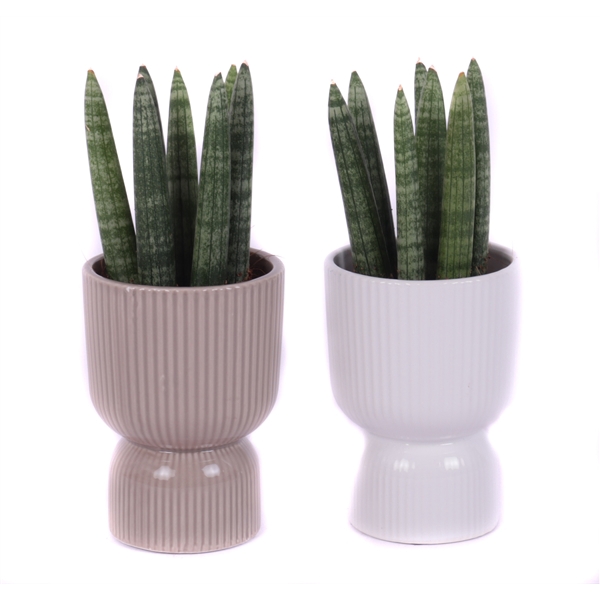 <h4>Sansevieria 8,5 cm cylindrica spike in kyoto pot</h4>