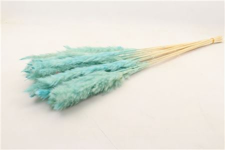 <h4>DRIED FLUFFY PAMPAS L. BLUE BUNCH S</h4>