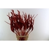 Dried Strelitziablad Red P Stem
