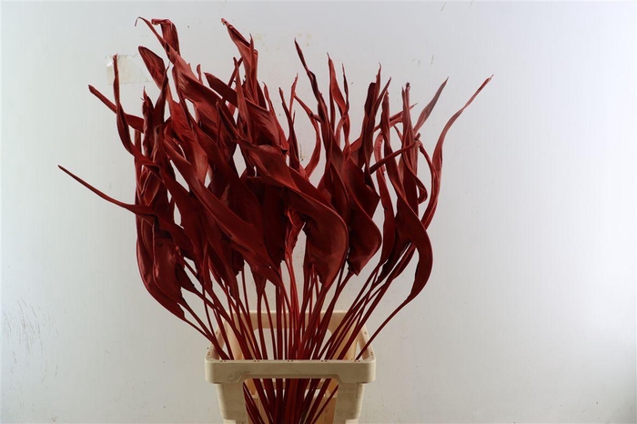 Dried Strelitziablad Red P Stem