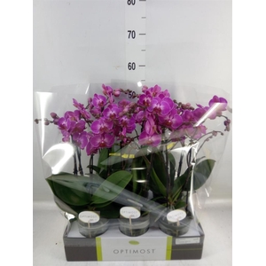 Phalaenopsis multi.   ...lilac