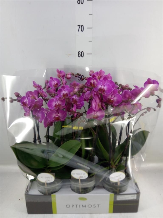 <h4>Phalaenopsis multi.   ...lilac</h4>