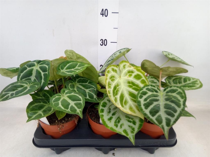 <h4>Anthurium   ...</h4>