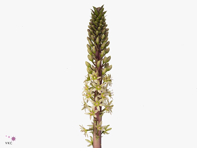 Eucomis Sp Burgundy