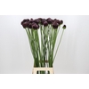 Allium Forelock