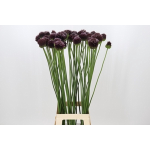 Allium Forelock