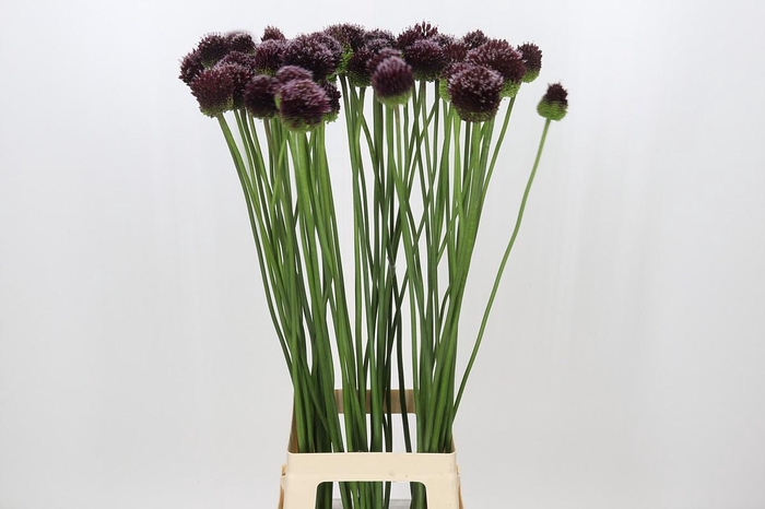 <h4>Allium Forelock</h4>