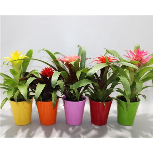 <h4>Guzmania Compact Plus Gemengd 10.5cm (Met Hoes)</h4>