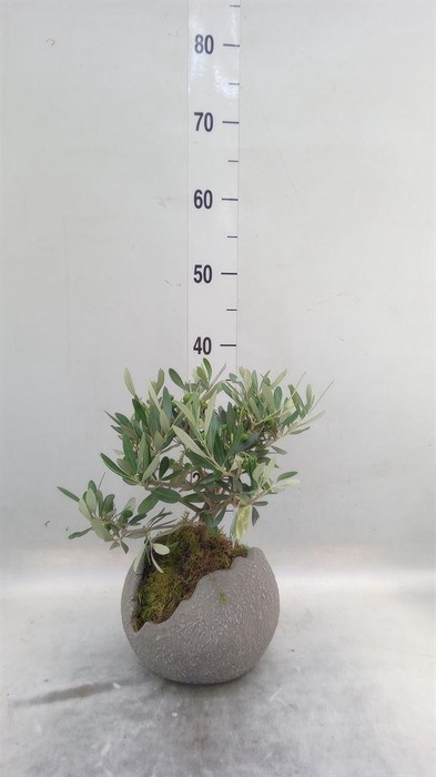 <h4>Arr.   Tuinplanten H%</h4>